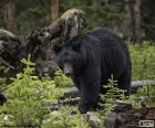 Un gros ours noir dans la forêt. C’est l’ours plus fréquente en Amérique du Nord