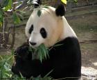 Panda géant