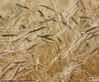 Le blé est une plante annuelle qui est cultivée dans le monde entier, son grain est utilisé pour fabriquer une grande variété de produits alimentaires