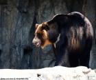 Ours noir d'Asie