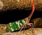 Adult cigale coloré. Les cigales peuvent tous deux vivent dans tempéré sous les climats tropicaux. Les mâle de cigales émettent un chant très caractéristique