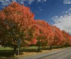 Arbres en automne