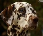 Tête de dalmatien