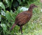 Le Râle wéka est un oiseau incapable de voler, vit en Nouvelle Zélande