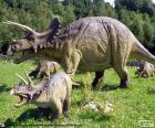 Le Triceratops était herbivore, avec une grosse tête avec trois cornes, une sur le museau et deux grandes cornes au-dessus des yeux