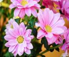 Marguerites roses