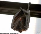 Chauve-souris