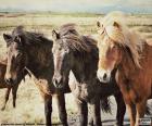 Le cheval islandais, sont petites mais très forte, la seule race d’Islande