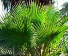 Feuilles de Washingtonia