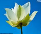 Fleur de Lotus blanc