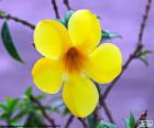 Belle fleur tropicale jaune de cinq pétales