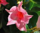 Une fleur rose de Dipladenia, est une plante de climat tempérée