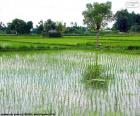 Champ de riz, Indonésie