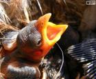 Un poussin nouveau-né dans le nid pour se nourrir en attente