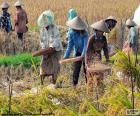Récolte du riz, Indonésie