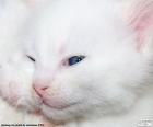 Visage de chat blanc
