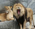 Leone et leon