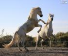 Deux chevaux blancs