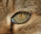 Oeil de chat