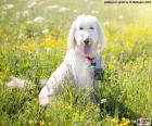 Le caniche est un chien qui a été utilisé exclusivement par des aristocrates et nobles au cours du XVe siècle. Il existe quatre variétés : grand, moyen, nain et toy