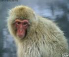 Le macaque japonais est un singe qui vit dans les forêts et les montagnes des îles japonaises