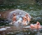 Hippopotames dans l’eau