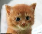 Chaton mignon