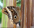 Papillon hibou