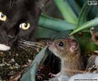 Chat et souris