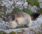 Marmotte des Alpes