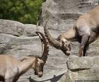 Deux bouquetins ou bouquetin des Alpes au cours d’un combat avec des cornes