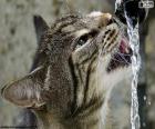 Le chat boit de l’eau