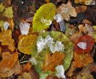 Feuilles et la glace