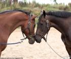 Deux chevaux face à face