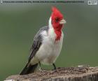 Cardinal à huppe rouge