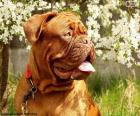 Tête de Dogue de Bordeaux