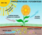 Photosynthèse