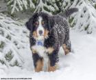 Un chiot de Bouvier bernois dans la neige