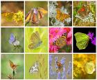 Collage de papillons