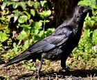 Le corbeau est un oiseau tout noir