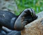 Pieds de gorille sont également semblables aux humains avec cinq doigts, mais les gorilles peuvent saisir des choses avec eux