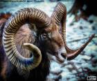 Mouflon corse