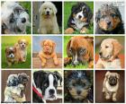 Collage des chiens