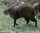 Agouti