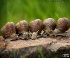 Cinq escargots sur une pierre