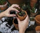 Jardinier dans sa serre planter des cactus dans des petits pots