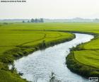 Une rivière entre les rizières au Viet Nam