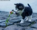 Chaton et plante