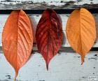 Trois feuilles de l’automne