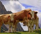 Vaches broutant dans les prés des hautes montagnes des Alpes